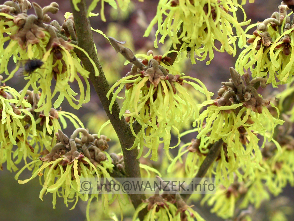 Hamamelis Pallida - 1a.JPG